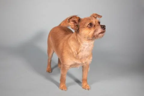 Full body studio portrait of a wired haired tarrier Stock Photos