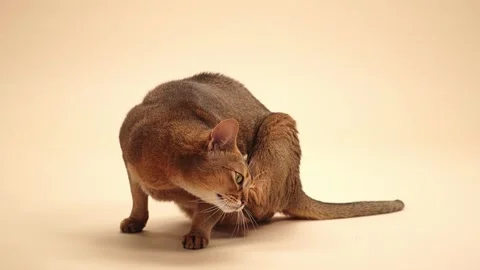 Full body view of Abyssinian walking cat on beige background Stock Footage 325037548