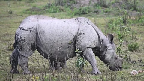 Full body view of the rhino while it grazes away in Kaziranga national park Stock Footage 264956706
