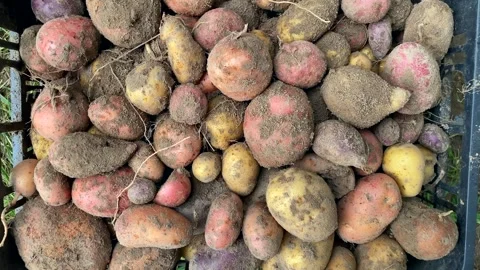 Full box of new potatoes, unsorted, close-up. Видео 246048466