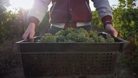 Full box of white wine grapes in the hands of the vintner Stock Footage 270061904