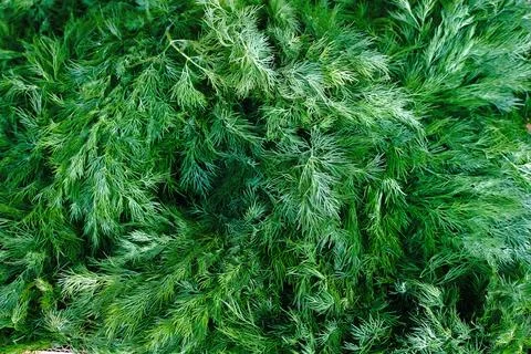 Full box of young spring dill. aromatic herb or spice, vitamin for salads. Stock Photos
