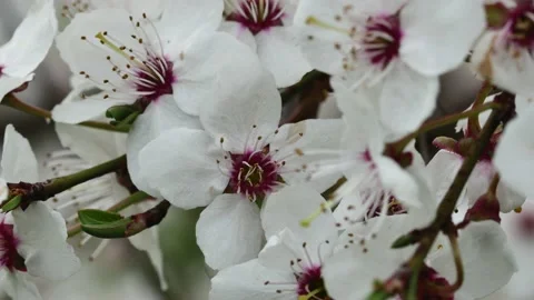 Full branch with beautiful spring blooming white flowers, on a blurred backg Vídeos de archivo 239062818