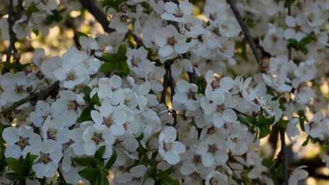 Full branch with beautiful white cherry plum flowers Vídeos de archivo 107444599