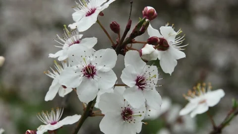 Full branch with spring blooming white flowers, on a blurred background, clo Vídeos de archivo 239062874
