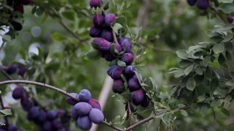 Full branches of ripe plums close-up on a blurred background Vídeos de archivo 113503340