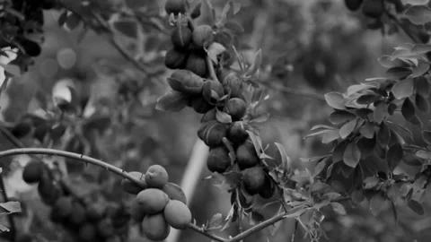 Full branches of ripe plums close-up on a blurry background in black and whit Vídeos de archivo 113503370