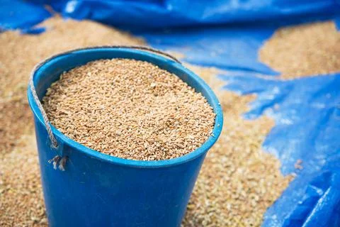 Full bucket of grain Stock Photos