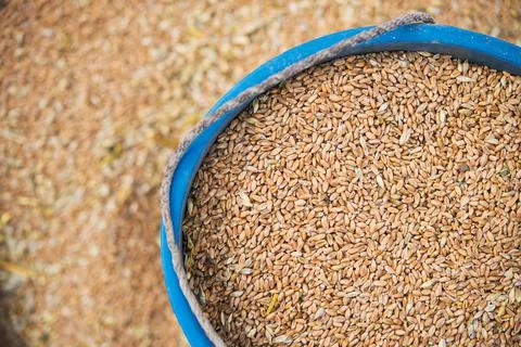 Full bucket of grain Stock Photos