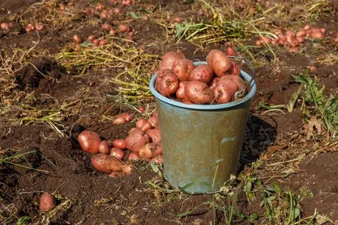 Full bucket of potatoes standing in the field. Stock Photos