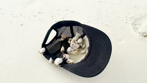 Full cap of rapans caught on the shore trying to free themselves Stock Footage 160850223