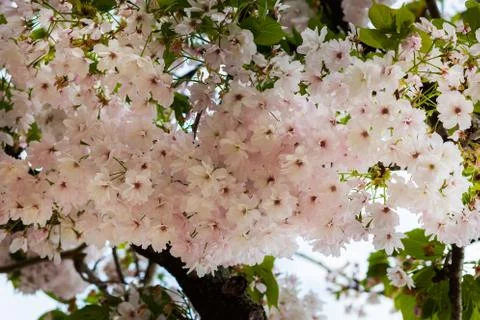 Full cherry blossom Stock Photos