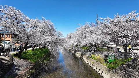 Full cherry blossoms line Gojo River, petals floating on the surface, Iwakura Stock Footage 316448770