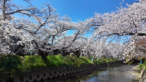 Full cherry blossoms line Gojo River, petals floating on the surface, Iwakura Stock Footage 316448801