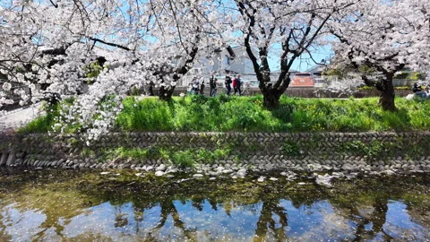 Full cherry blossoms line Gojo River, petals floating on the surface, Iwakura Stock Footage 330329661