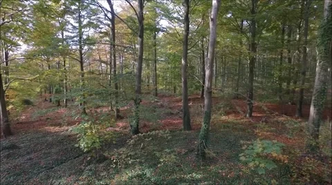 Full circle pan of deciduous forest Stock Footage 68955522