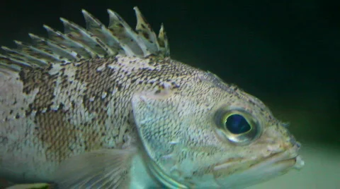 Full close-up of a fish 02 Stock Footage 493692