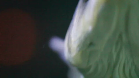 Full close-up of a fish 2 Stock Footage 493629