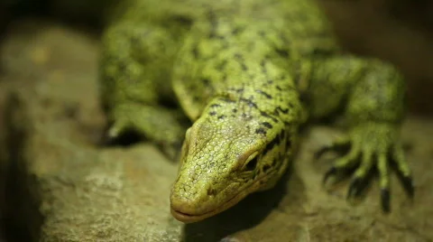 Full Close up of a lizard 02 Stock Footage 495357