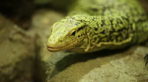 Full Close up of a lizard 03 Stock Footage 495332