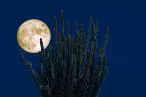 Full cold moon on night sky and white cloud and silhouette cactus and desert  Stock Photos