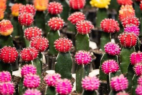 Full color cactus nature pattern background Stock Photos
