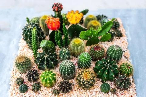 Full color cactus Stock Photos