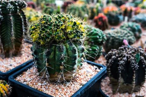 Full color cactus Stock Photos