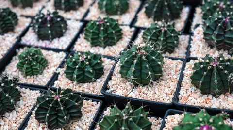 Full color cactus Stock Photos
