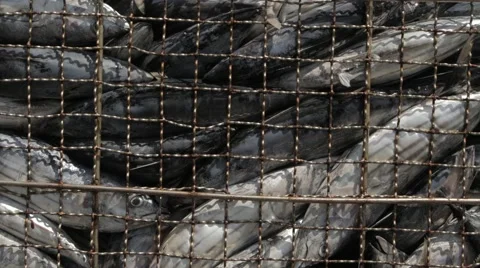 Full Container Of Fresh Tuna Stock Footage 60917846