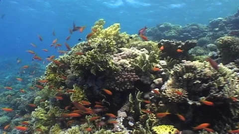 Full Of Corals, Red Sea Barrier Reef Stock Footage 300320107