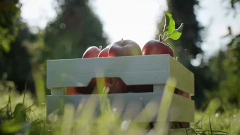 A full crate of apples in apple orchard 스톡 동영상 117359567