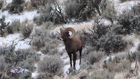 Full Curl Ram Stock Footage 172590215