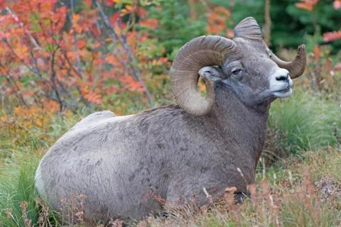 Full Curl Ram in the Wild Photos