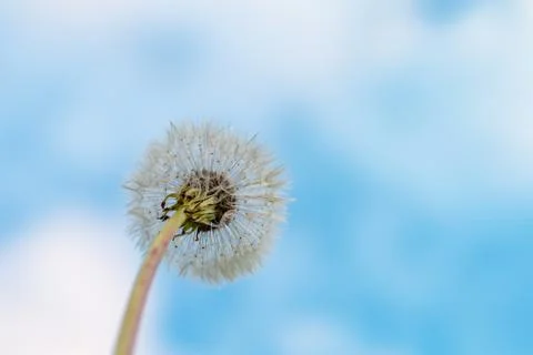 A full dandelion head Stock Photos