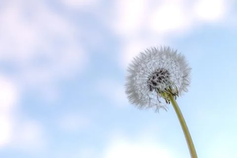 A full dandelion head Stock Photos