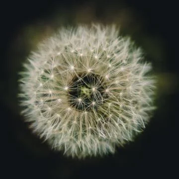 Full dandelion Stock Photos