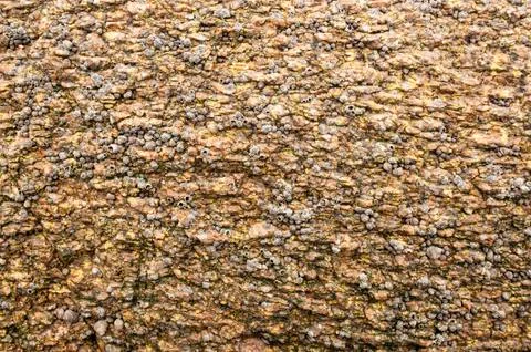 Full of dead shells on the rock of the seashore Foto stock