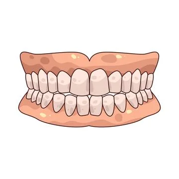 Full Denture illustration Stock Illustration