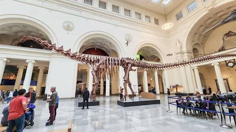 A full dinosaur skeleton displayed in the main hall of the Field Museum in Stock Photos