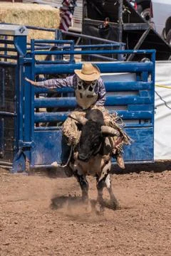 Full of energy out of the gate. Stock Photos