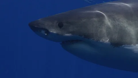 Full face close up of Great white shark Stock Footage 94836903