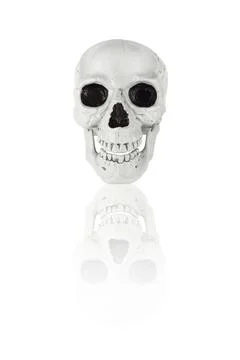 Full-face human skull with reflection, isolated on white background. 写真素材