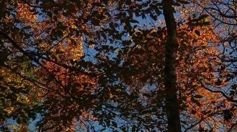 Full Fall Colors on trees (LP-Voorhees-071b) Video stock 8929817