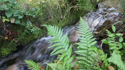 Full-flowing forest stream in summer day. Stock Footage 47579510