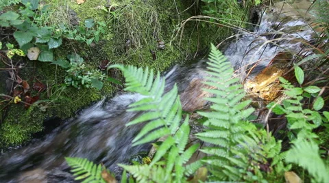Full-flowing forest stream on a sunny summer day Vidéo 47580139