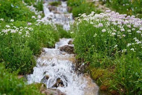 A full-flowing stream with clean mountain water among flowering herbs. 스톡 사진