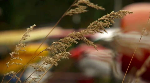 Full focus of a group of Alaska float plane docked Stock Footage 40239102