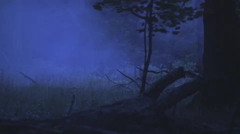 Full Fog At Glade In A Beech Forest Stock Footage 37611787