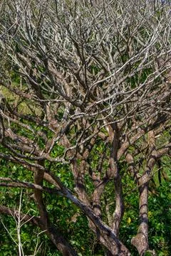 Full frame abstract background of dense bare tree branches without leaves during Stock Photos